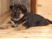 /album/puppy/krpcek-099-jpg/